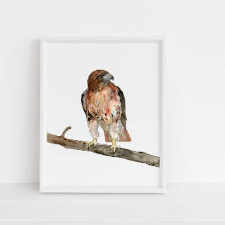 Impression d'art de Hawk pour la vente par Jennie Kilcup Watercolors