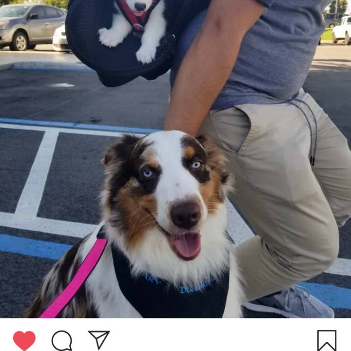 Prefer Pets Travel Gear - Wholesale Pet Carrier - Cat/Dog - Hideaway Backpack - Black1