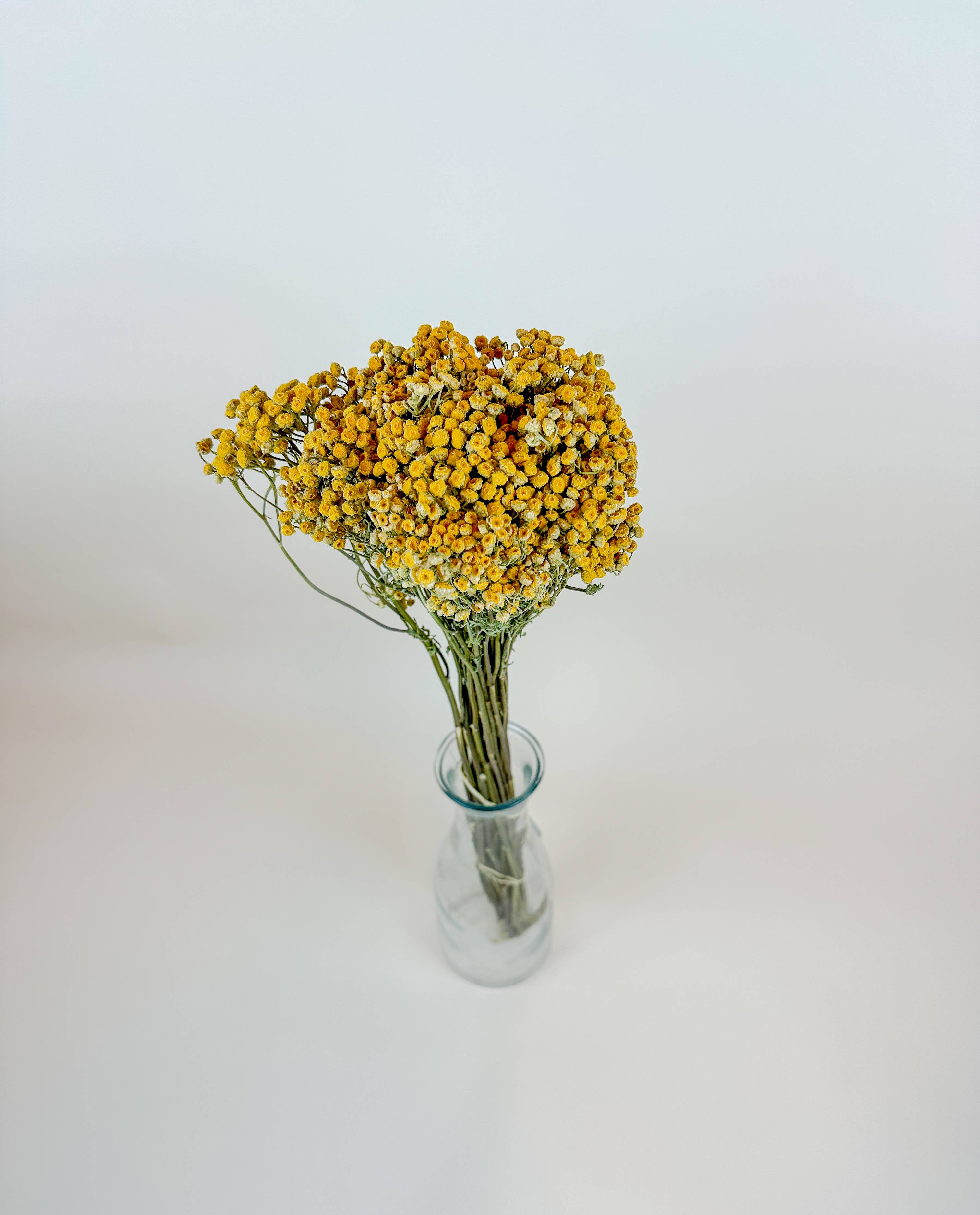 Lovejoy Farms Premium Dried Flowers - Wholesale Dried/Pressed Flowers - Yellow Tansy - Naturally Dried Flowers