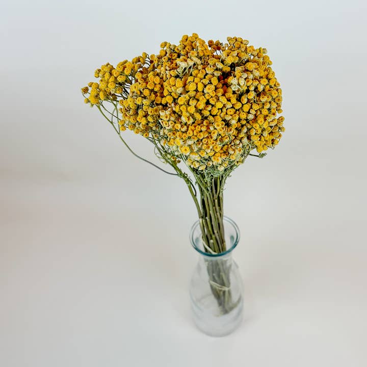 Lovejoy Farms Premium Dried Flowers - Wholesale Dried/Pressed Flowers - Yellow Tansy - Naturally Dried Flowers0