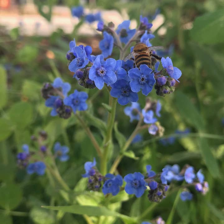 Sow True Seed - Wholesale Plant Seeds - Forget-me-not Seeds0