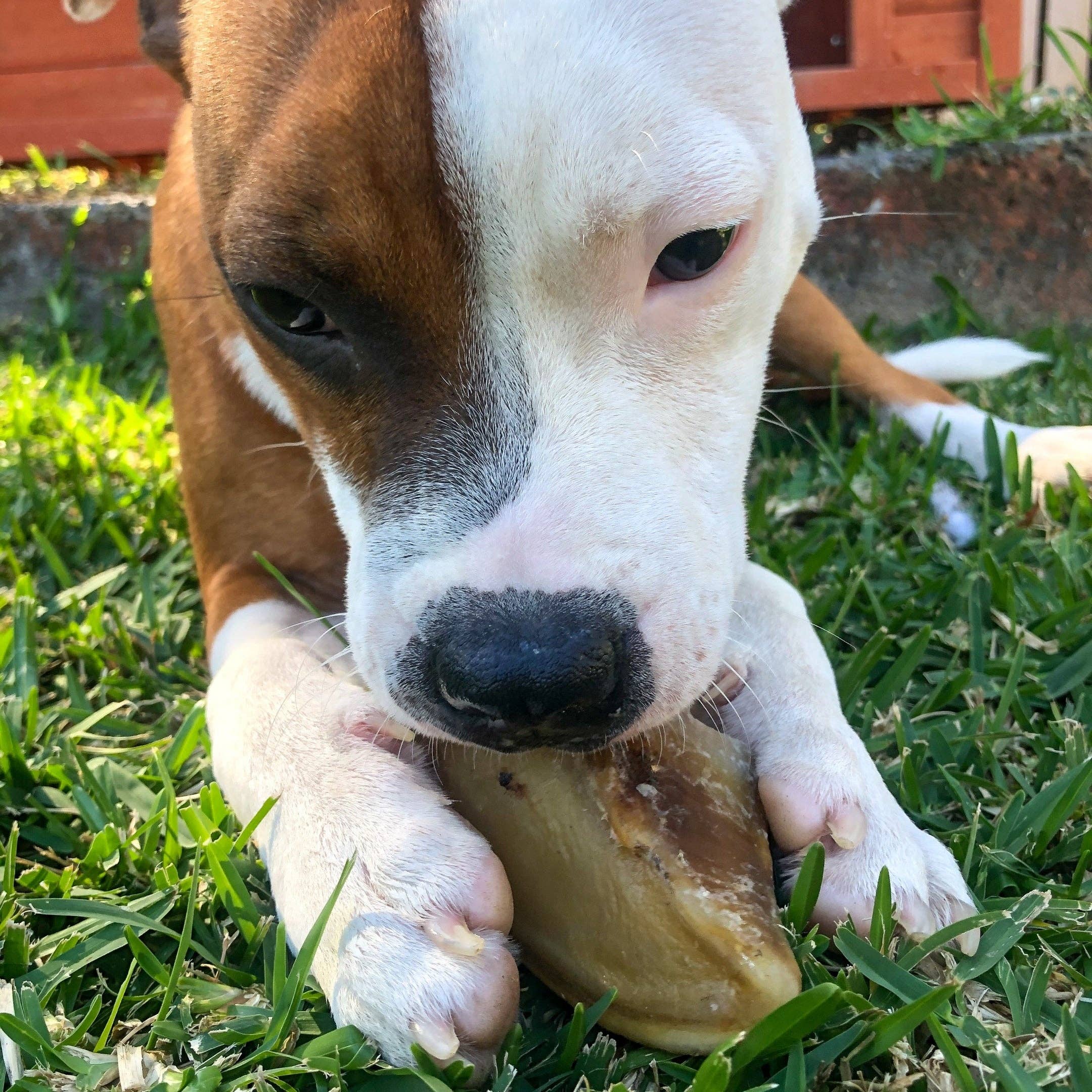 Rover Pet Products - Wholesale Pet Treats - Dog - Hooves There? - Cow Hooves8