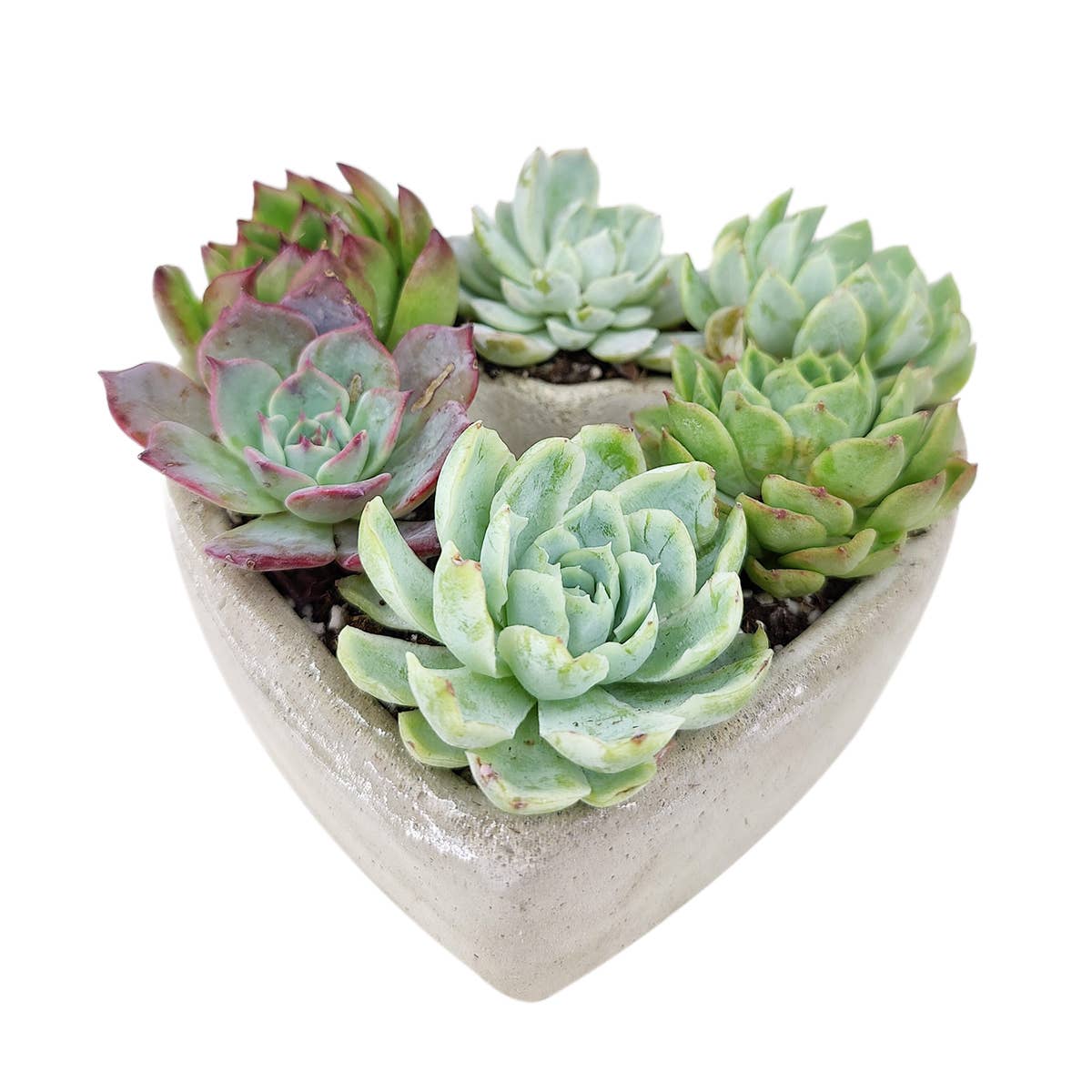 Best Plant Friend - Wholesale Succulent - Succulent Heart Arrangement - Succulent Gift Decor Ideas8