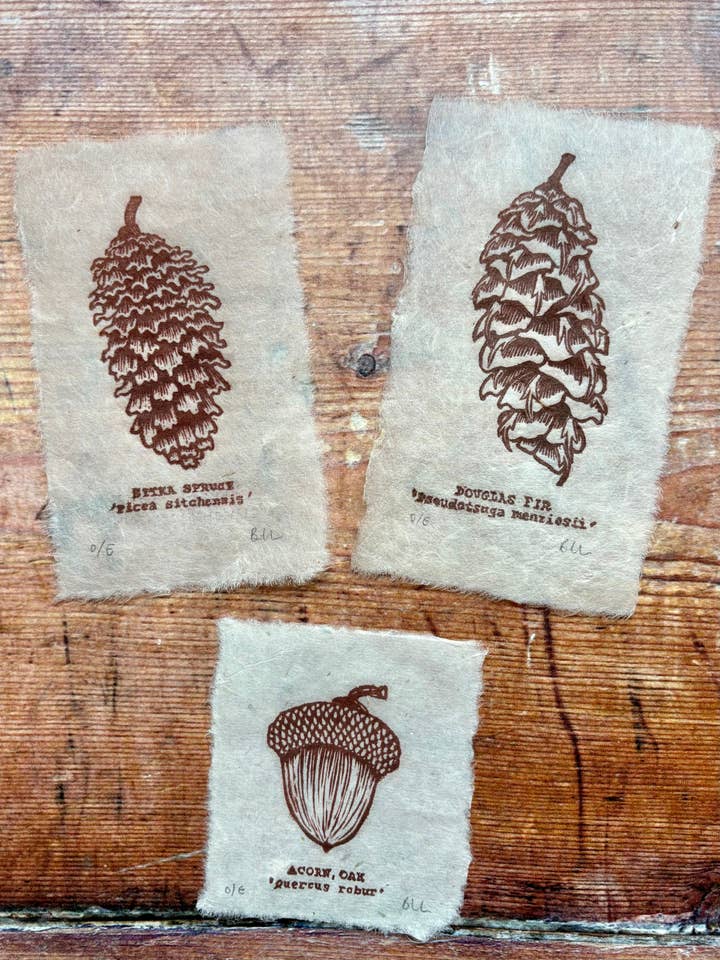 Pine cone and Acorn mini prints for wholesale by Beth Lewis Art