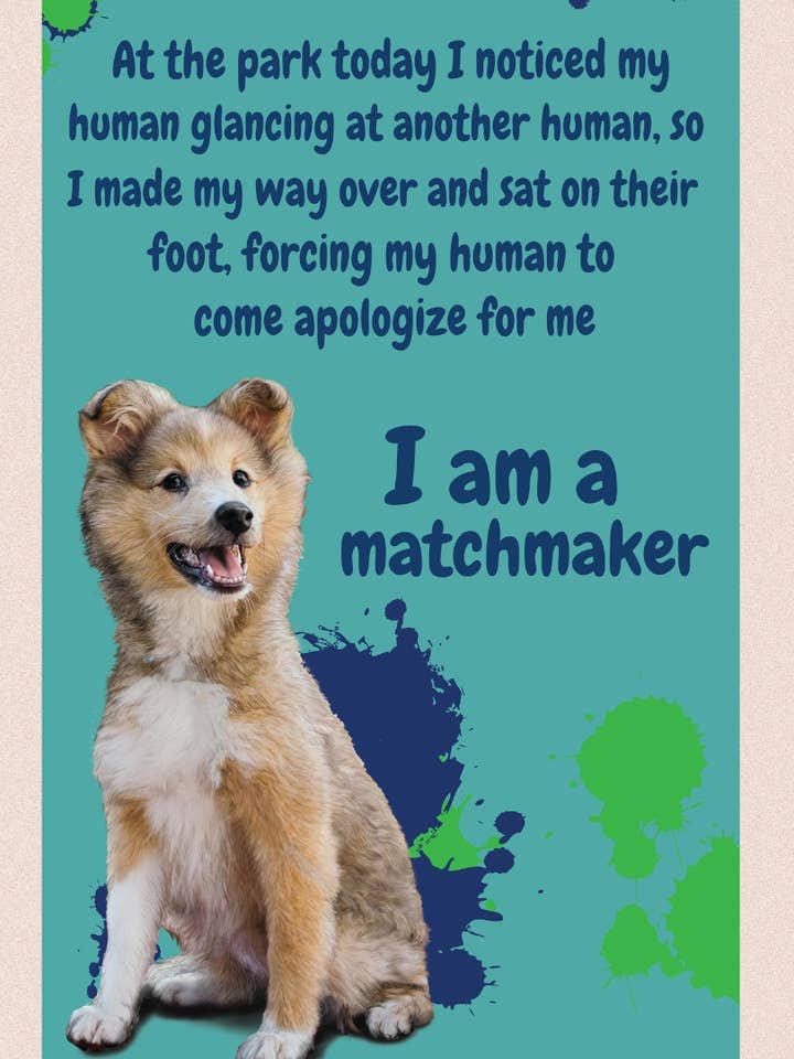 Match Maker - Incrocio Collie per la vendita all'ingrosso da parte di purrPETuallove