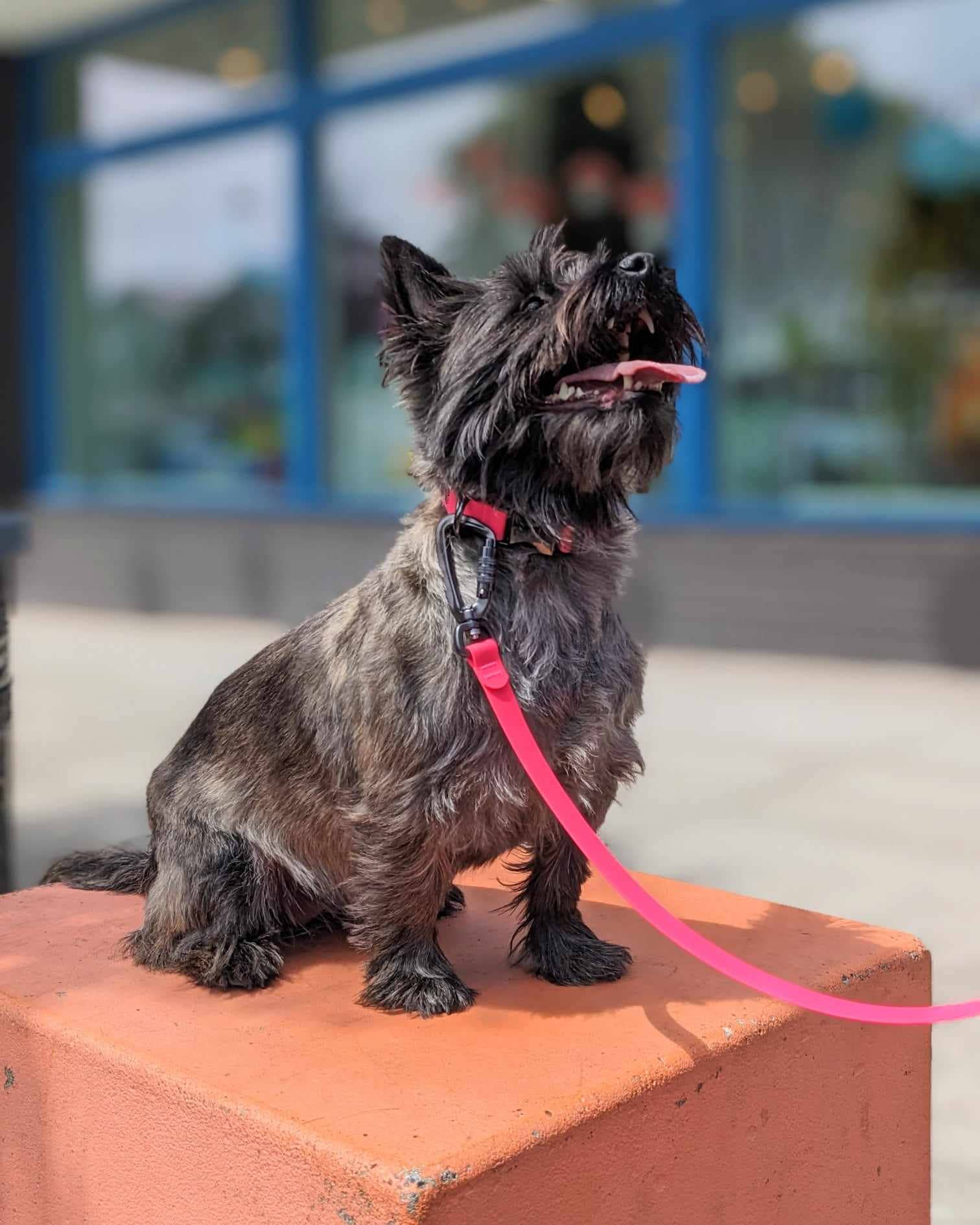 Hambos Pups - Wholesale Pet Leash - Dog - Dry Five Leash3