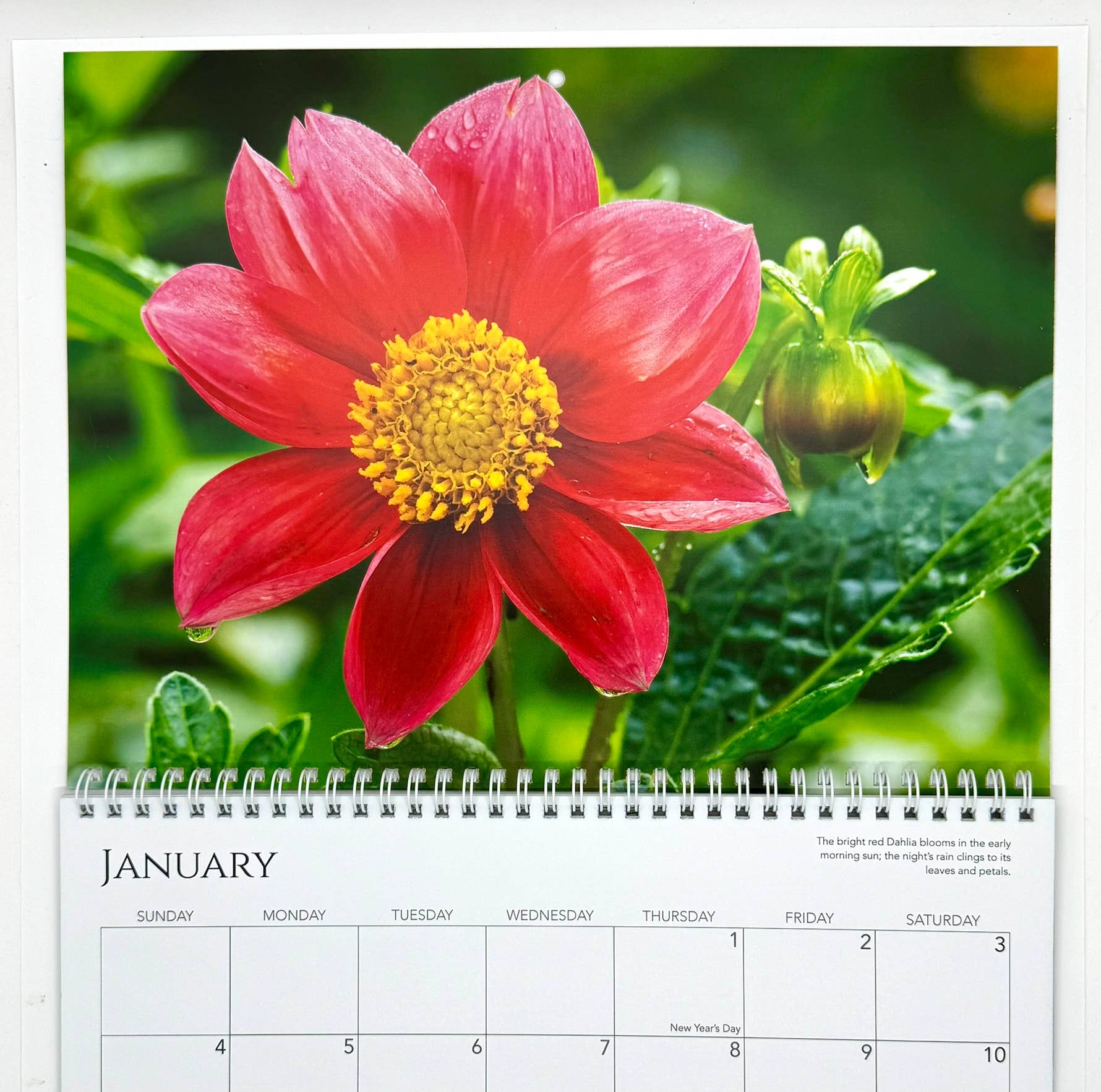 Wren - Wholesale Calendar - 2026 Calendar, A Closer Look3