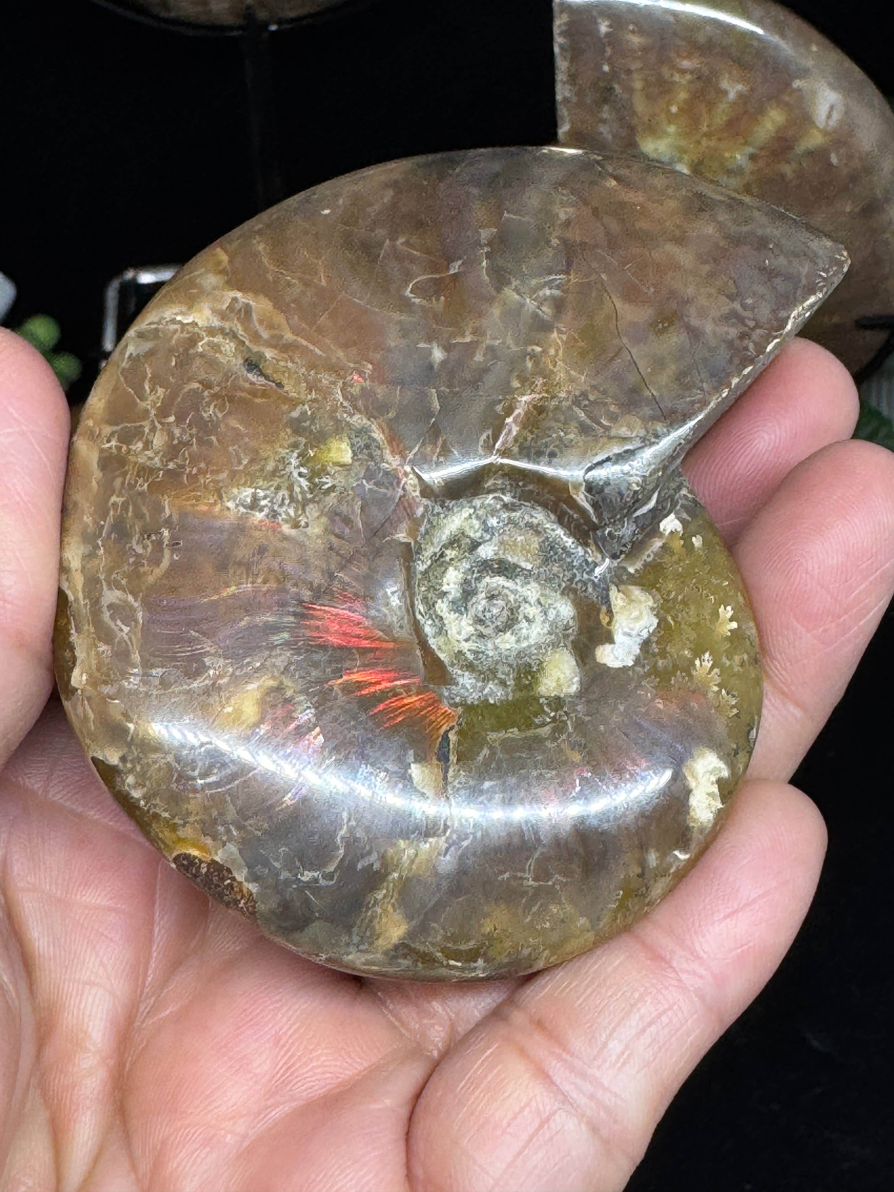 The 7 Directions - Wholesale Spiritual Stone/Crystal - 3 pc Red Lavender Fire ammonite G5473