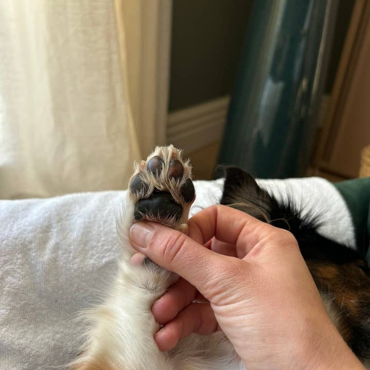 Toutou Petcare - Venta al por mayor Bálsamo - Perros - Bálsamo universal2