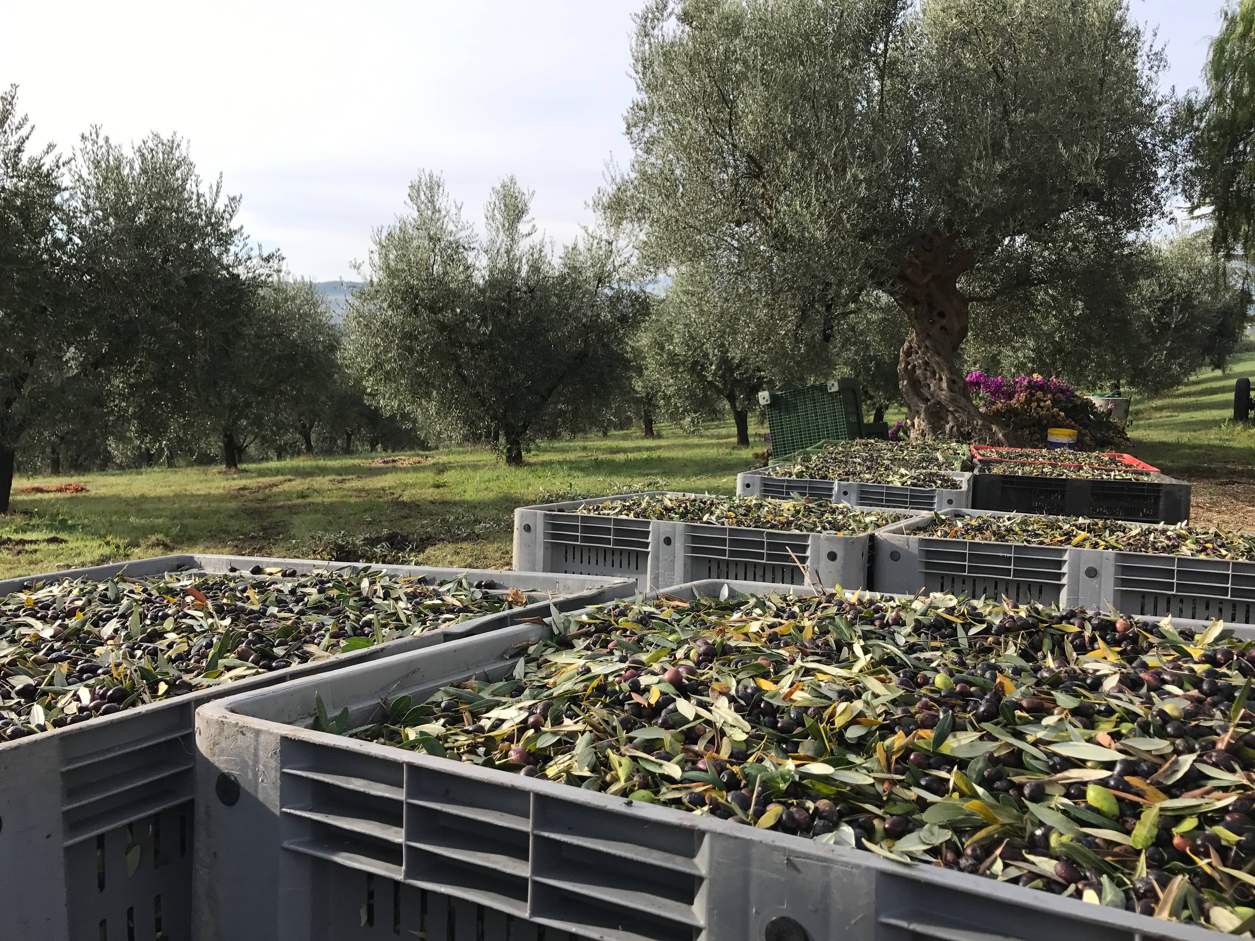 TENUTA SANT'ILARIO – wholesale Olive oil – SOIL LINE, 3 bottles 500 ml 100% ITALIAN EXTRA VIRGIN OLIVE OIL4