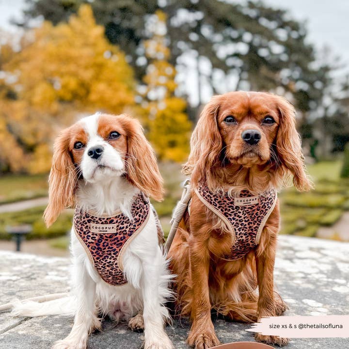 Cocopup London - Wholesale Pet Harness - Dog - Quilted Leopard Pup Adjustable Neck Harness36