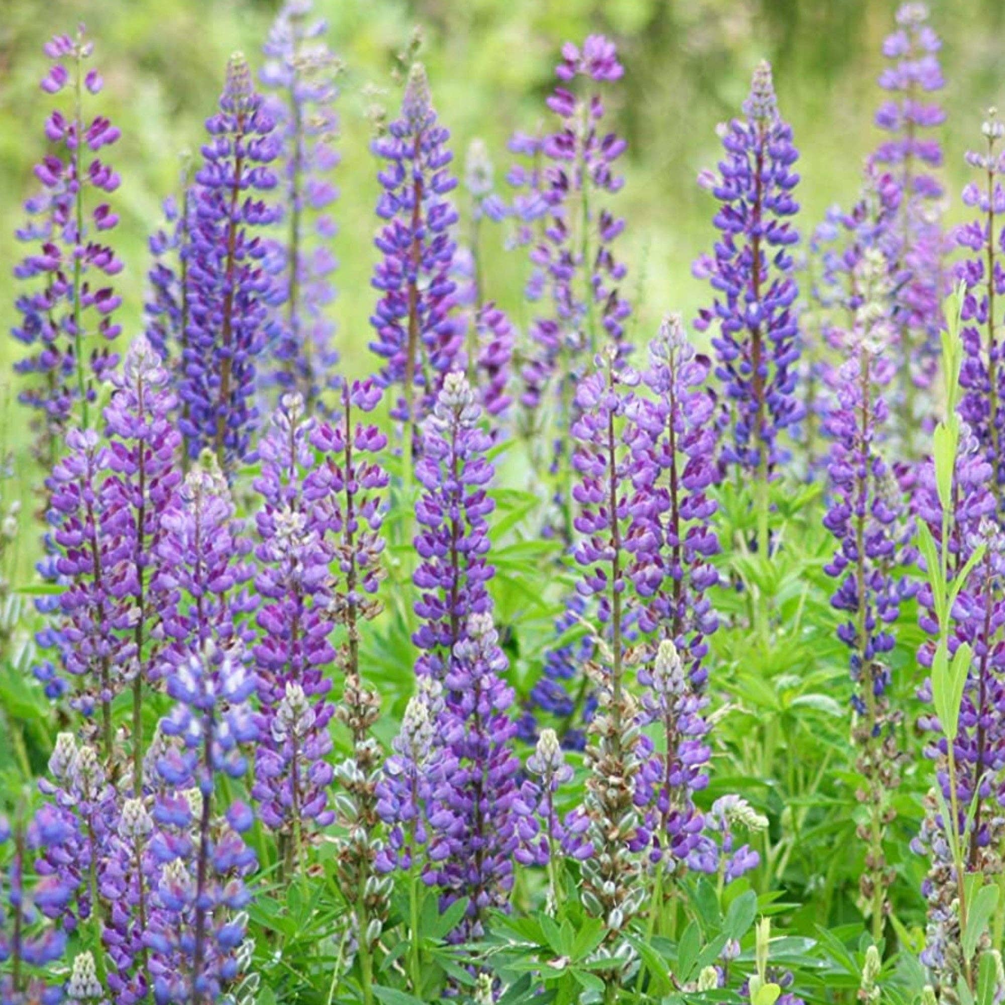 Pop's Birding - Wholesale Zaadjes voor platten - Mix van wilde bloemenzaden voor kolibries en vlinderbestuivers16