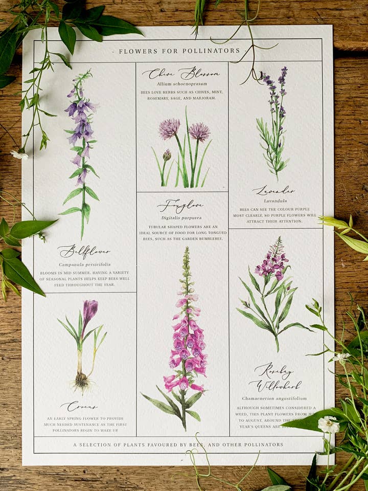 Flowers for Pollinators Chart Watercolour Art Print for wholesale by Georgiou Draws