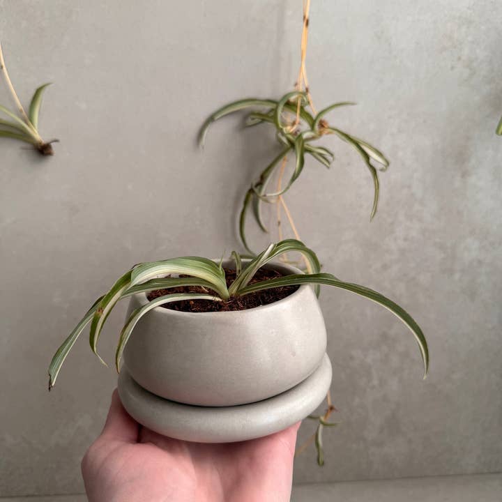 Minimal Loot Design – wholesale Kruka – Liten planteringsmaskin med dränering, söt växtkruka, bubbelplanterare, suckulentplanterare, dekorativ betongkruka, rund bonsaikruka, knubbig minikruka
