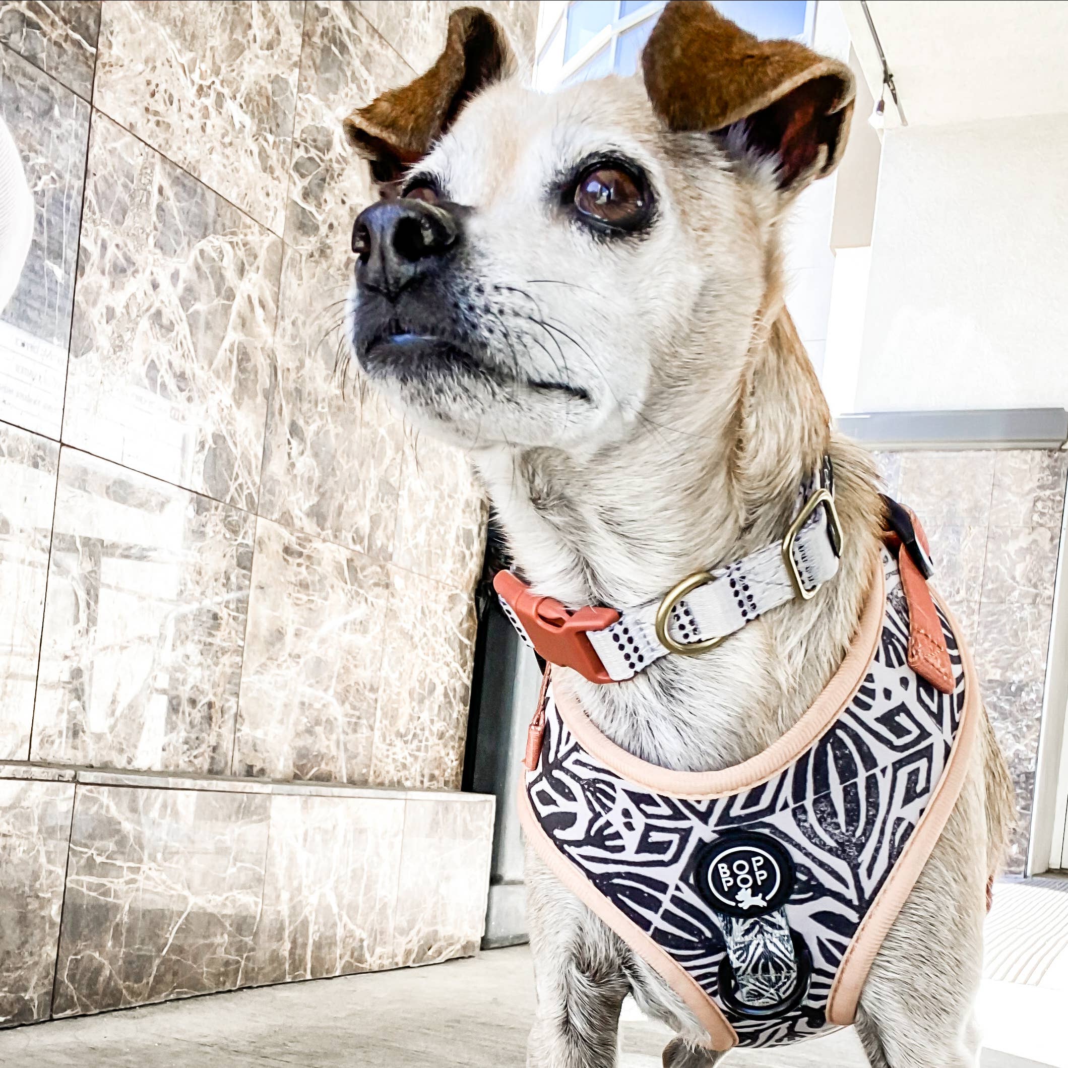Bop Pop Pets - Wholesale Pet Harness - Dog - TIERRA LUNA Dog Harness4