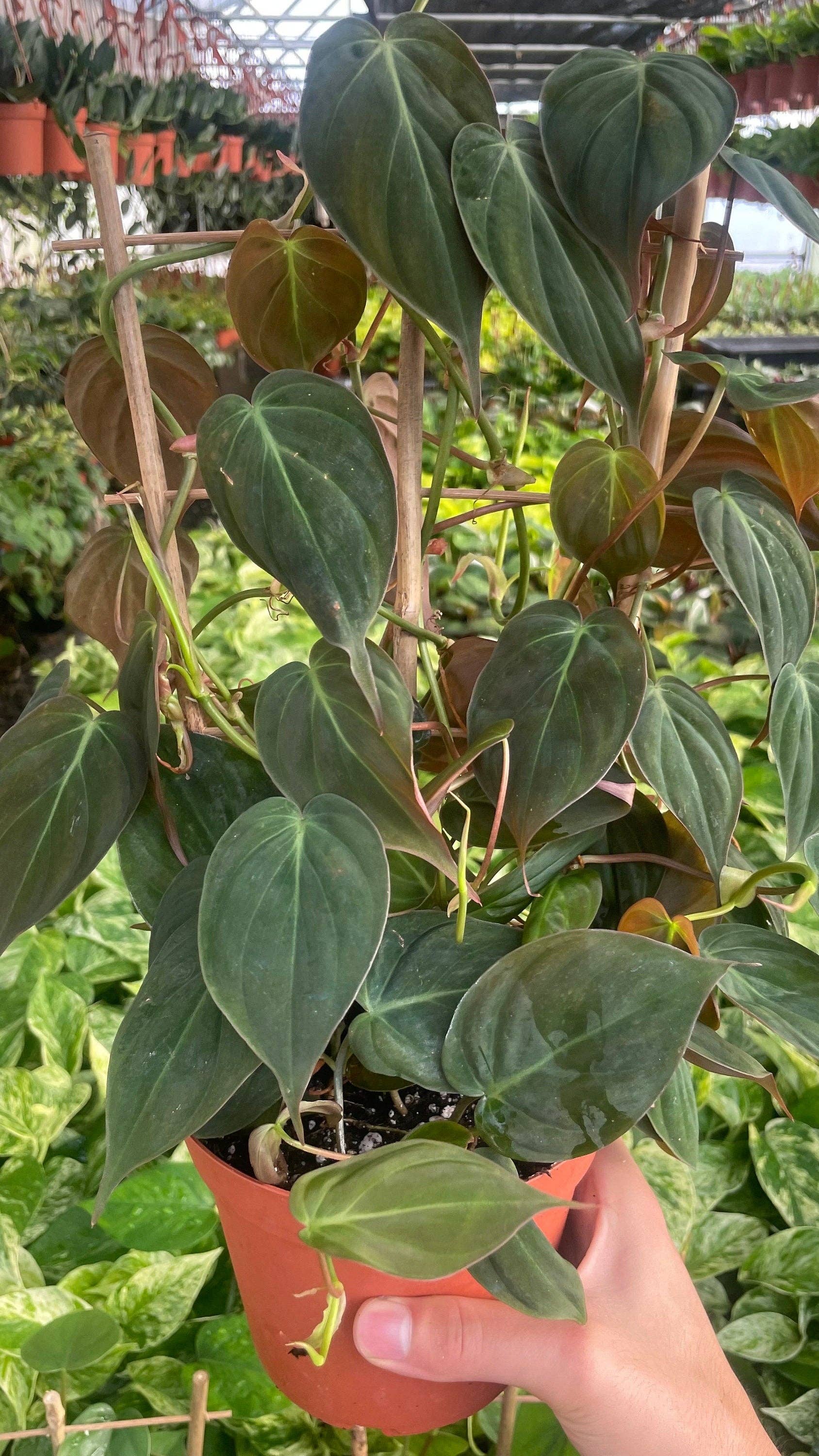 MyPlants LLC - Wholesale Live Plant - Trellis Philodendron Micans - 6" from MyPlants2