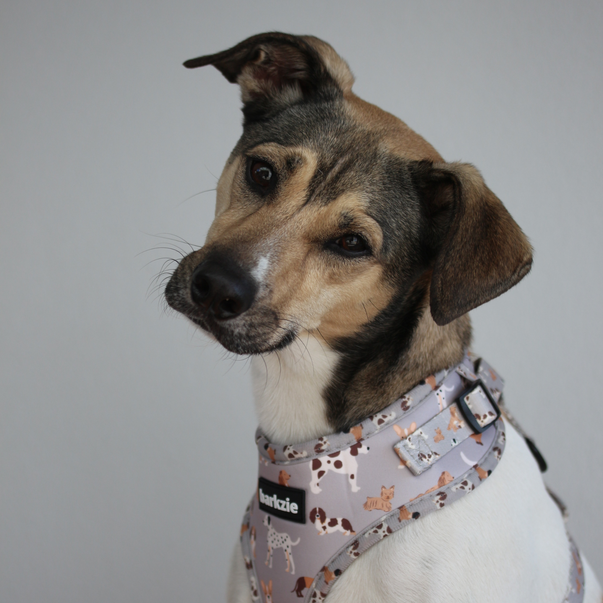 barkzie – Großhandel Haustiergeschirr – Hund – Verstellbares Hundegeschirr „Toronto“ von barkzie3