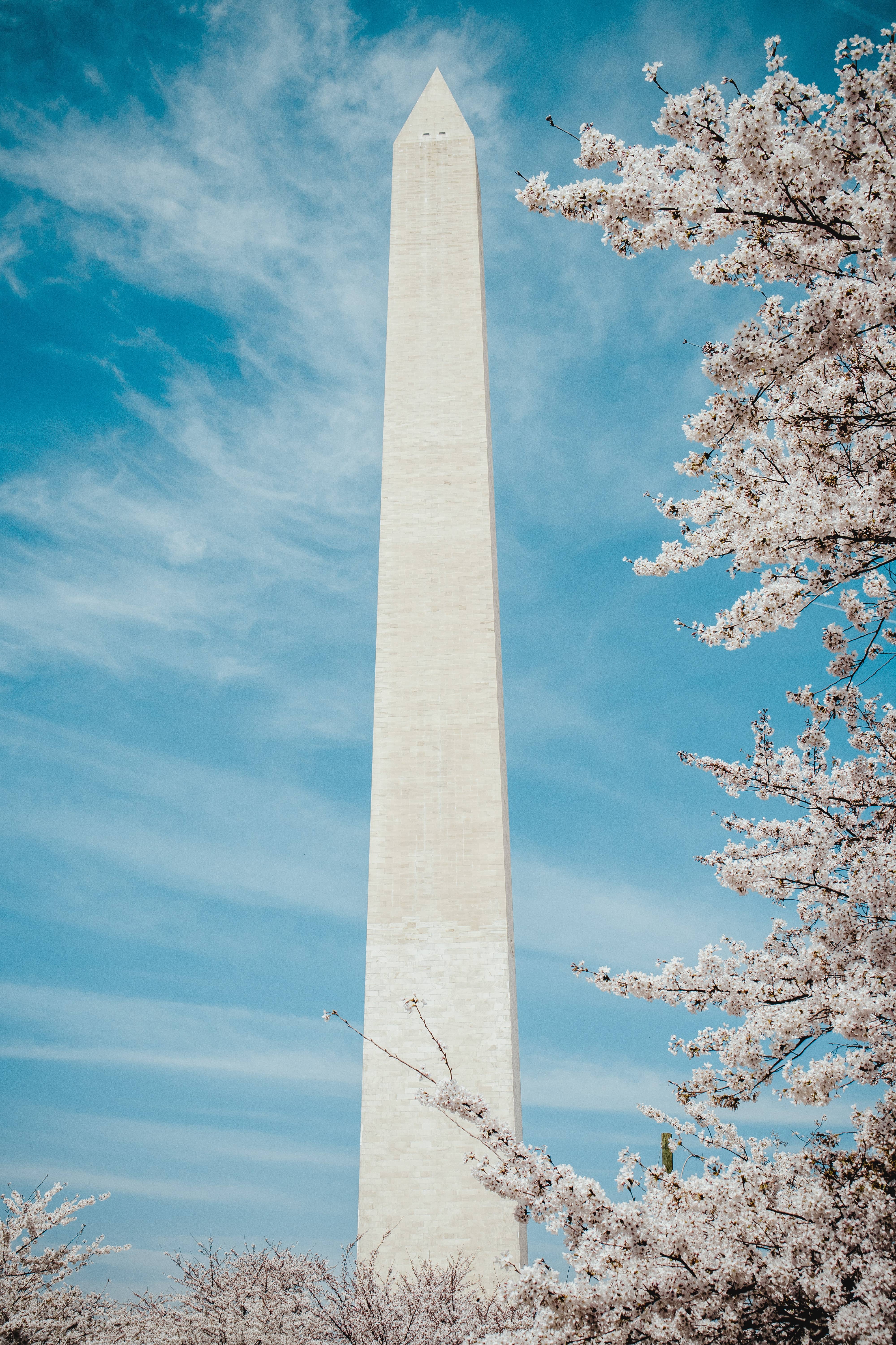 The Jonsteen Company - Wholesale Plant Seeds - Washington D.C. Cherry | Seed Grow Kit4