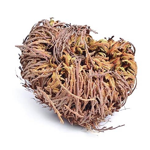 YERBERO – Großhandel Loser Tee – Yerbero — Doradilla 2 Unzen (58 g) Rose Of Jerico (Auferstehungspflanze) Kräutertee für spirituelle Zwecke | Rosa de Jericho/Mano de Fatima | Wiederverschließbarer Standbeutel | Hergestellt von der Natur, 100% natürlich, gentechnikfrei, glutenfrei.0