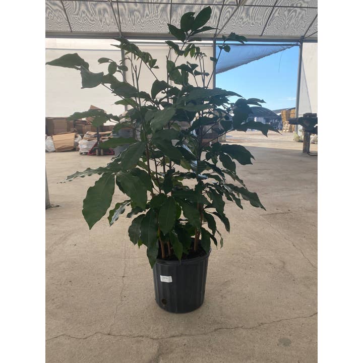 10" Tree Mahogany Natal Braid 7PPP for wholesale by Triad Plants