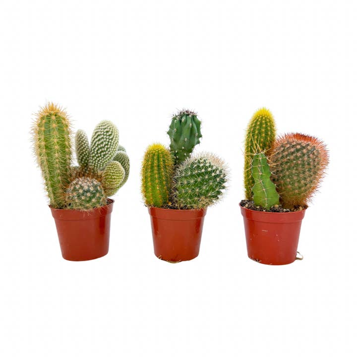 Assorted Cactus Arrangement | 2.5 inch for wholesale by Succulent Wholesale