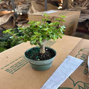 Wholesale Blue Spruce Bonsai Tree Growing Kit for your shop – Faire UK