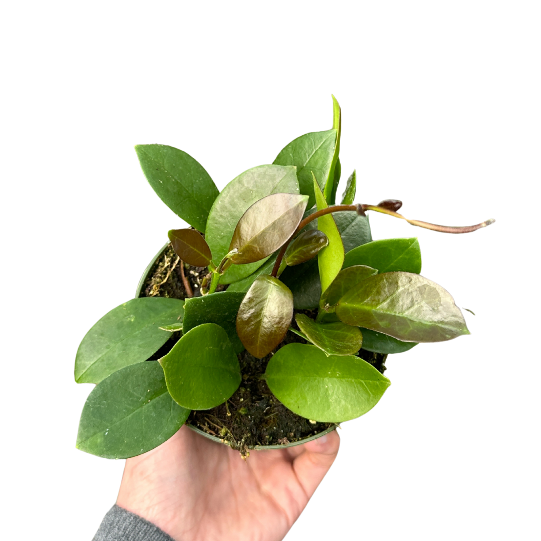Flow State - Wholesale Live Plant - 4" Hoya Australis (Hoya australis) – Live Houseplant1