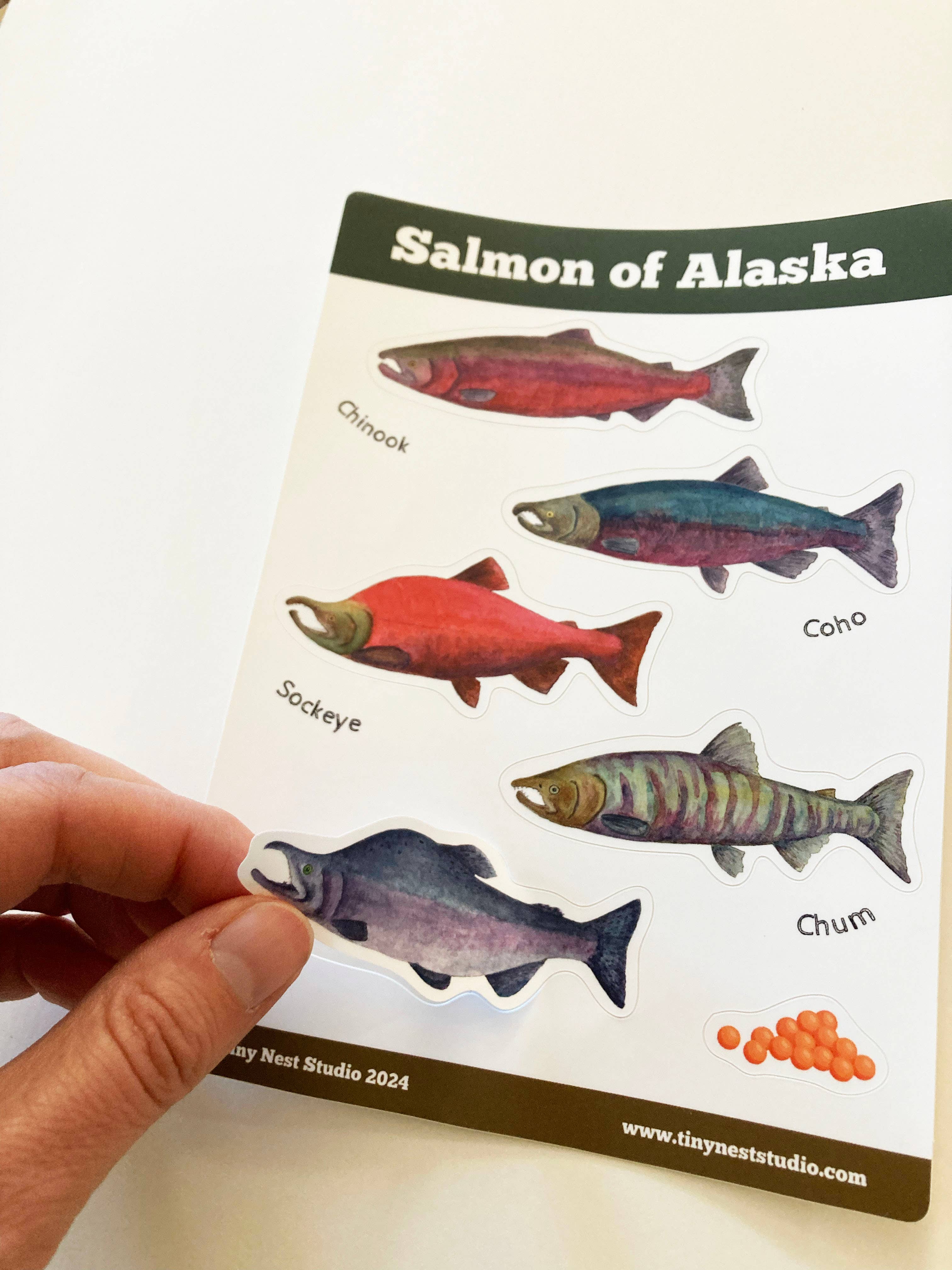 Tiny Nest Studio - Wholesale Sticker - Salmon of Alaska Sticker Sheet5