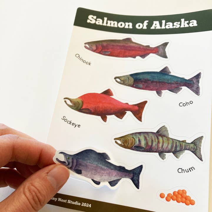 Tiny Nest Studio - Wholesale Sticker - Salmon of Alaska Sticker Sheet5