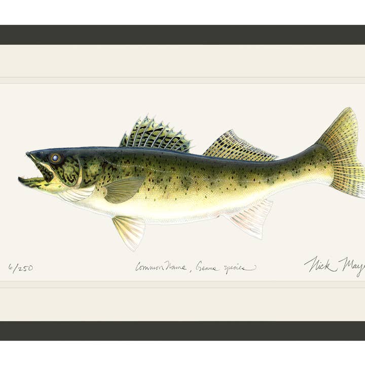 Walleye Limited Edition Print for engroshandel hos Nick Mayer Art