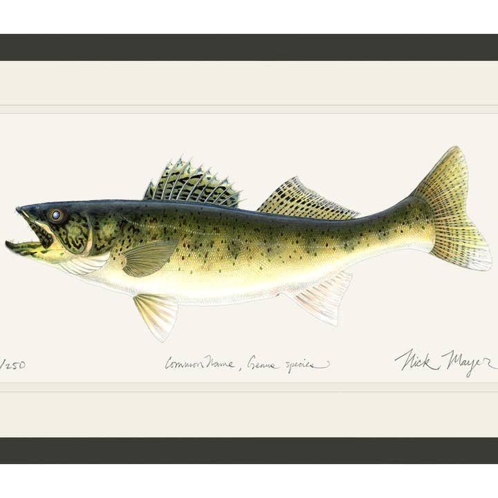 Impression Édition Limitée Walleye pour la vente par Nick Mayer Art