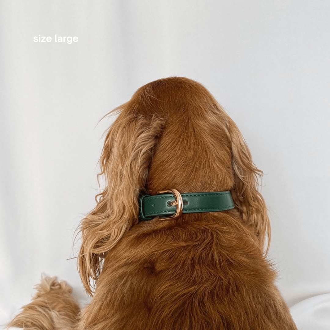 ST ARGO – wholesale Halsband - Hund – St Argo halsband i mörkgrönt med gulddetaljer4