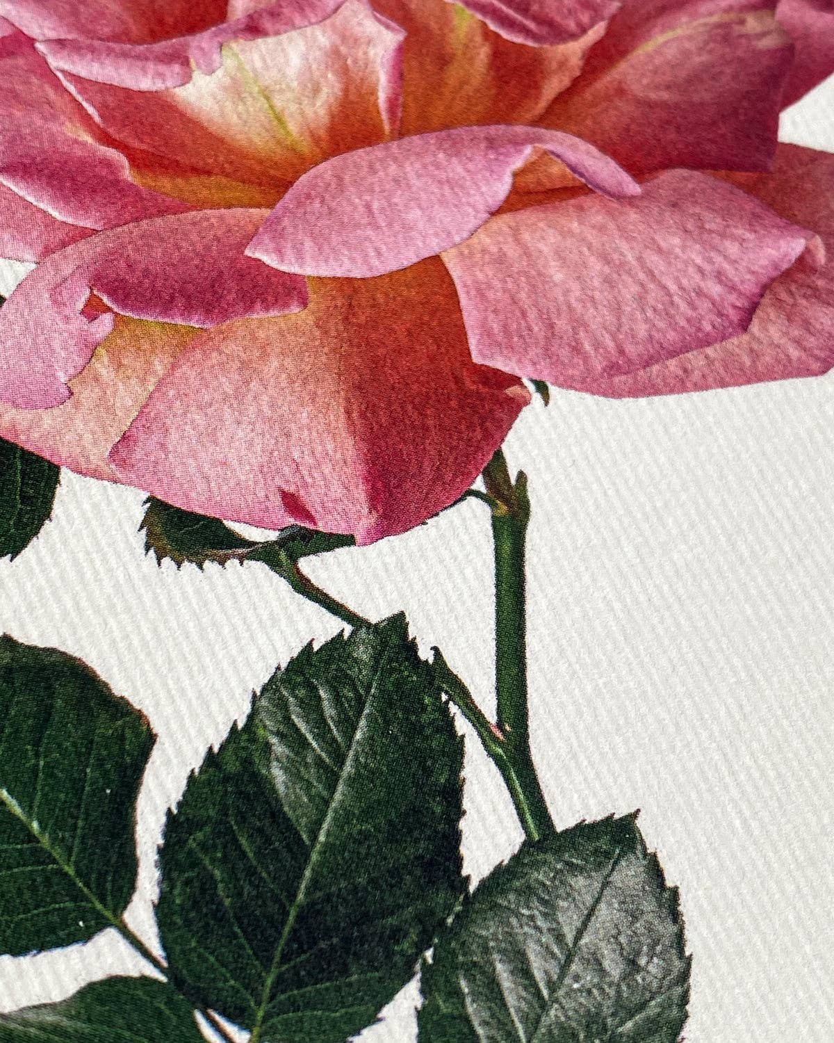 Canonbury Press - Wholesale Love Card - Pink Rose Greeting Card | Birthday Card | Luxury Cards2