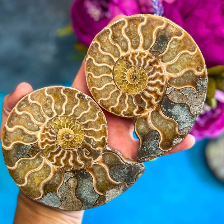 Mandala Gems - Wholesale Decorative Tabletop Object - Ammonite Fossil Pairs, Ethically Sourced Ocean Decor, Beachy