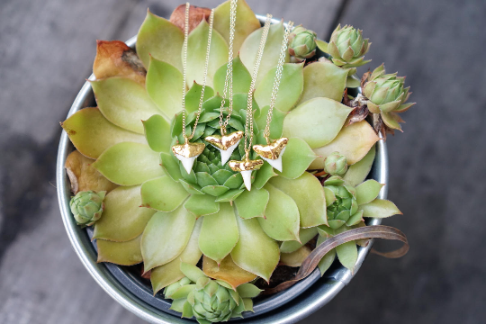 Rise Hawaii Jewelry – Colar pingente/pendente por atacado – Colar dente de tubarão branco1