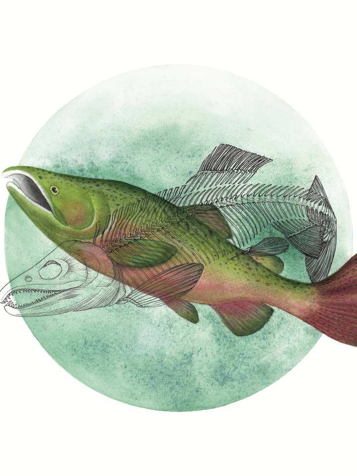 Watercolor Art of a Chinook Salmon and Skeleton for wholesale by Kyla Rae Design