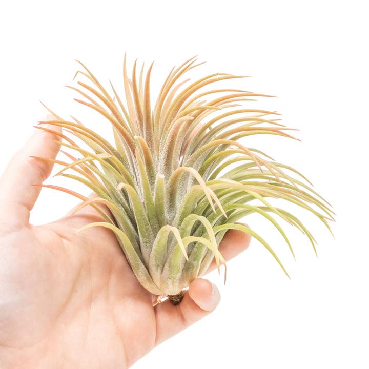 XL Tillandsia Ionantha Rubra Air Plants for wholesale by Air Plant Shop