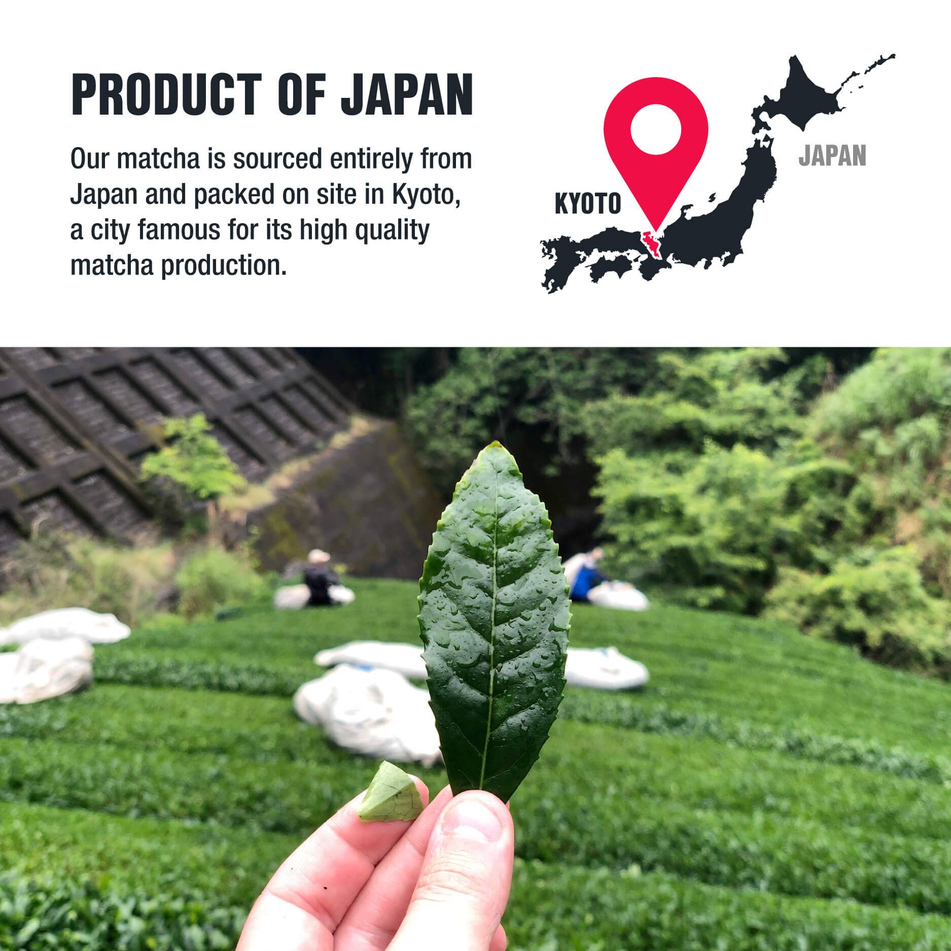 Tiesta Tea Company (loose leaf teas & accessories) - Vente Thés santé/détox - Matcha de qualité supérieure - Poudre de thé vert japonais2