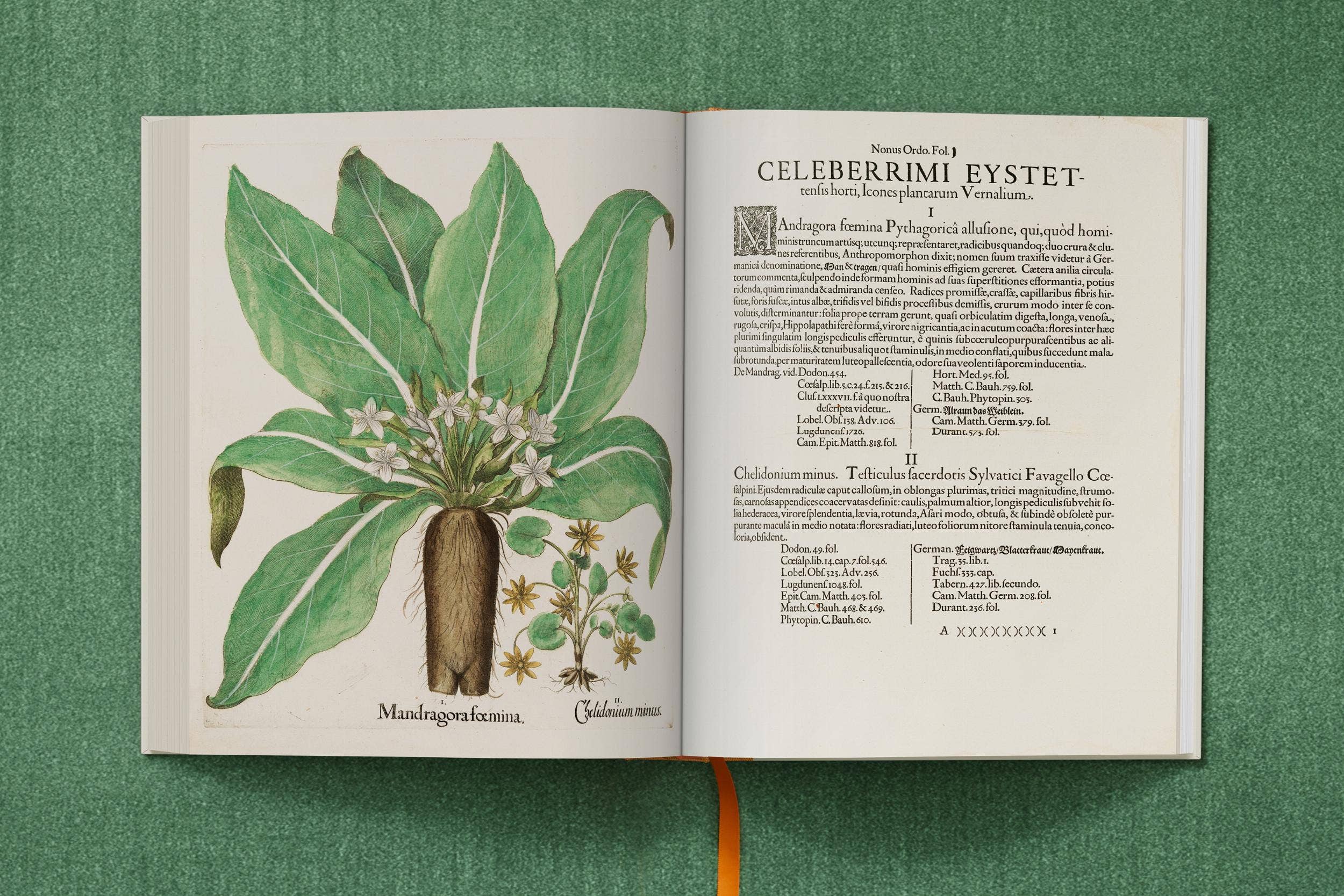 TASCHEN Europe – wholesale Nature & outdoors book – Basilius Besler. The Garden at Eichstätt (German, French, English)9