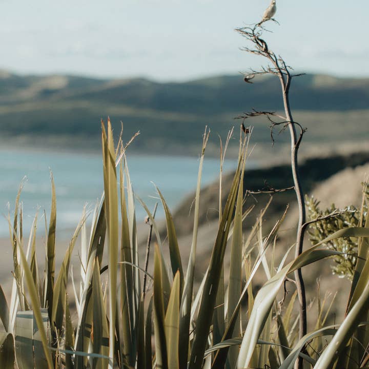 SIORA - Wholesale Skincare face mask - Collagen Mask — NEW IN!3