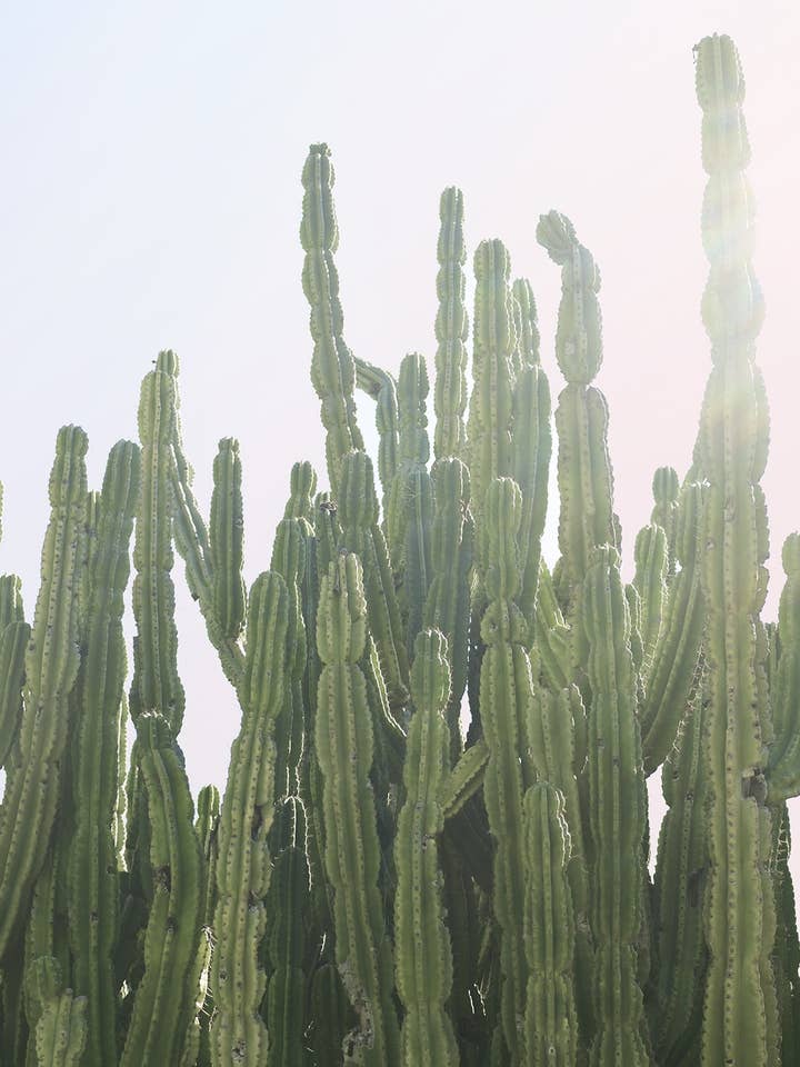 Cactus de California n.º 4 para venta al por mayor de Wilder California