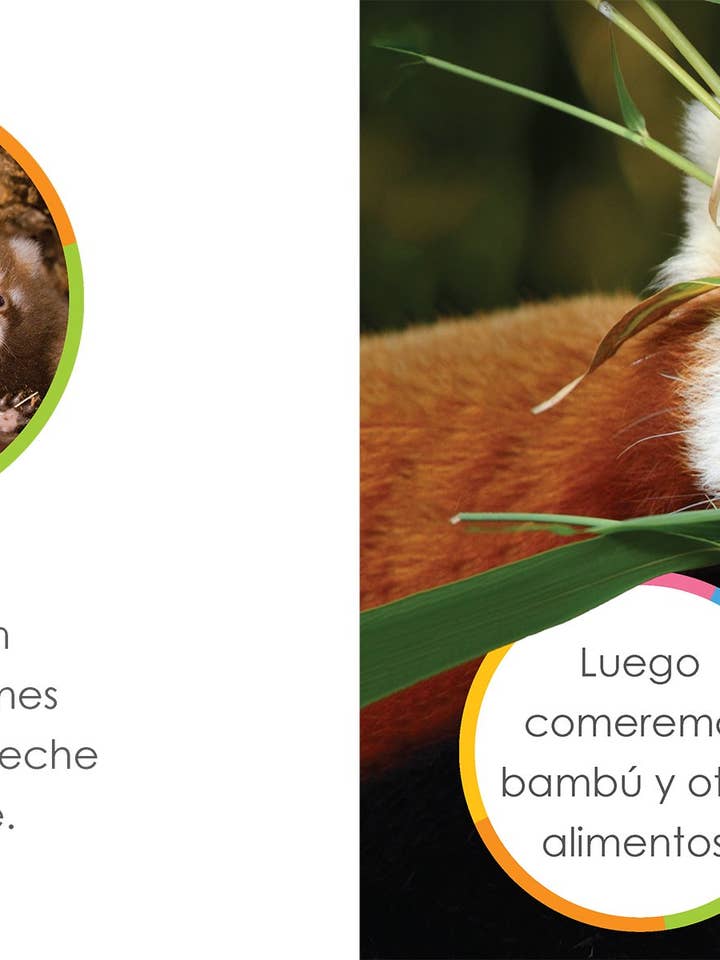 El principio de los: pandas rojos bebés for wholesale by The Creative Company