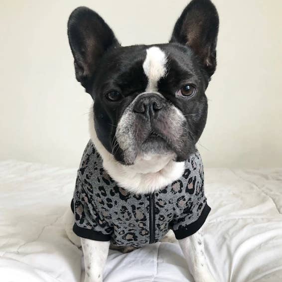 Zip Up Jacket - Leopard Classic for wholesale by BOSSPUP