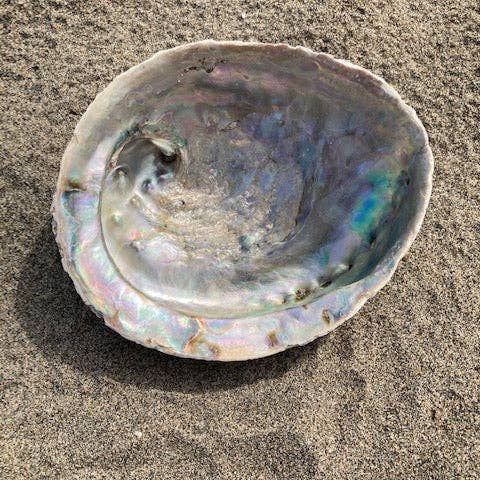 Willow+Wicker - Wholesale Jewelry Dish - Abalone Shell Jewelry/Smudging Dish1