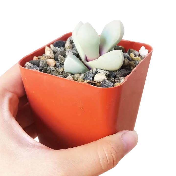 Best Plant Friend - Wholesale Succulent - Karoo Rose Lapidaria Margaretae - Live Succulents 2 in Pot