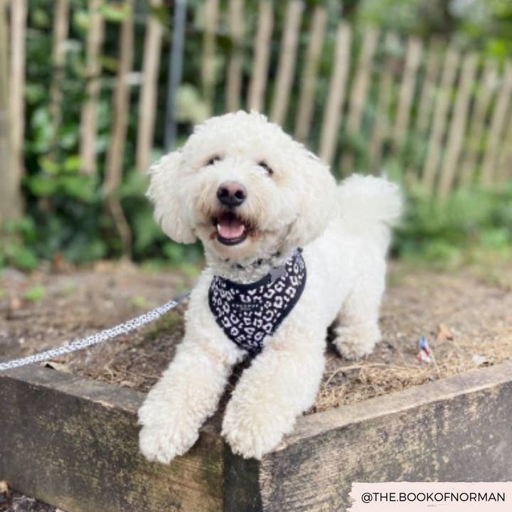 Cocopup London - Vente Harnais – chien - Harnais de cou ajustable léopard noir9