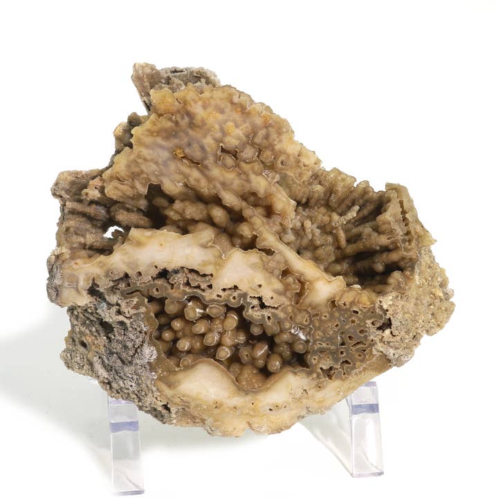 Braune Koralle Fossil Geode U #5 für den Großhandel von Stonebridge Imports