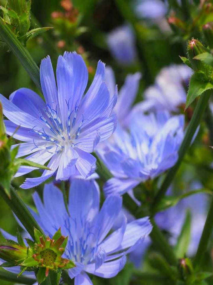 Chicory Root (Raw) Herbal Tincture for wholesale by Daydream Organics | Prairie Doctor Brand