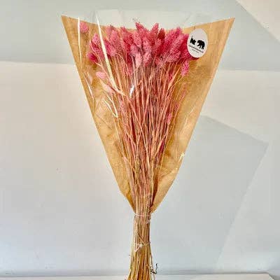 Chaton Et Monsieur Ours - Wholesale Dried/Pressed Flowers - dried PHALARIS9