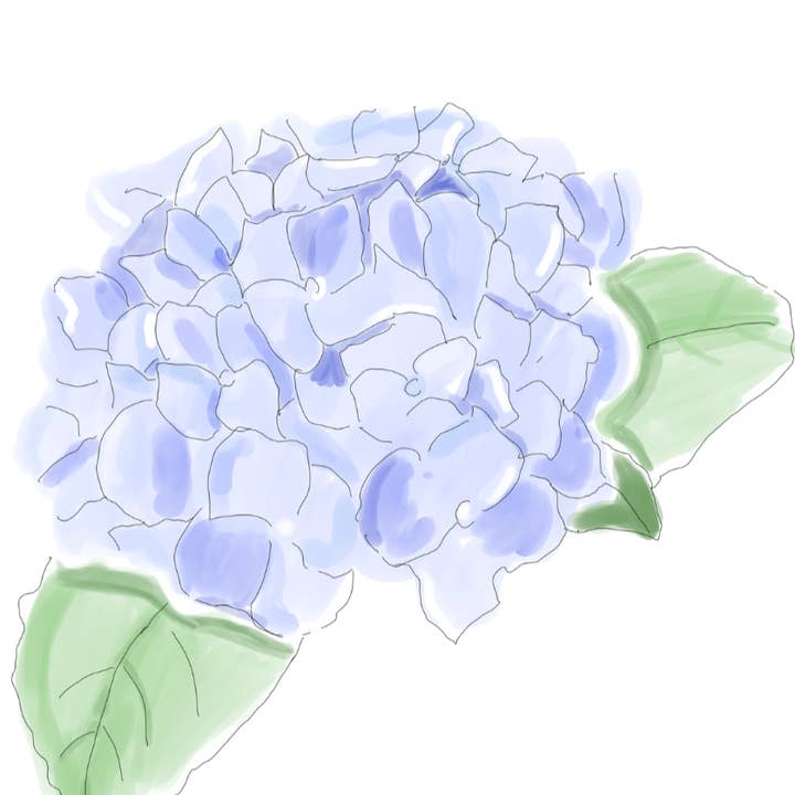 Hortensia pour la vente par Tiny Ink Boston